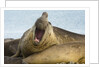 Southern Elephant Seal Bull Calling by Anonymous