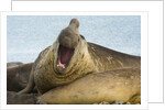 Southern Elephant Seal Bull Calling by Anonymous