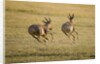 Topi Chase by Anonymous