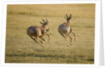 Topi Chase by Anonymous