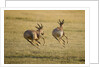 Topi Chase by Anonymous