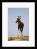 Topi Portrait by Anonymous