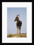 Topi Portrait by Anonymous