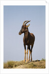 Topi Portrait by Anonymous
