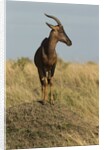 Topi Portrait by Anonymous