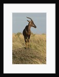 Topi Portrait by Anonymous
