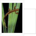 Taricha granulosa (rough-skinned newt) by Anonymous