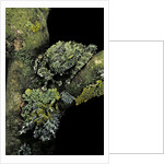 Theloderma corticale (Tonkin bug-eyed frog, mossy frog) by Anonymous