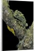 Theloderma corticale (Tonkin bug-eyed frog, mossy frog) by Anonymous