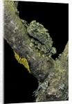 Theloderma corticale (Tonkin bug-eyed frog, mossy frog) by Anonymous