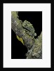 Theloderma corticale (Tonkin bug-eyed frog, mossy frog) by Anonymous