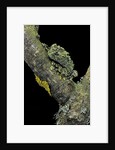 Theloderma corticale (Tonkin bug-eyed frog, mossy frog) by Anonymous