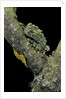Theloderma corticale (Tonkin bug-eyed frog, mossy frog) by Anonymous