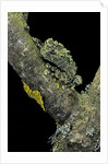 Theloderma corticale (Tonkin bug-eyed frog, mossy frog) by Anonymous
