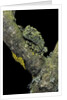 Theloderma corticale (Tonkin bug-eyed frog, mossy frog) by Anonymous