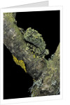Theloderma corticale (Tonkin bug-eyed frog, mossy frog) by Anonymous