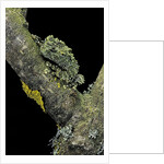 Theloderma corticale (Tonkin bug-eyed frog, mossy frog) by Anonymous