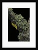 Theloderma corticale (Tonkin bug-eyed frog, mossy frog) by Anonymous
