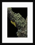 Theloderma corticale (Tonkin bug-eyed frog, mossy frog) by Anonymous