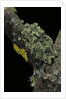 Theloderma corticale (Tonkin bug-eyed frog, mossy frog) by Anonymous