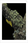 Theloderma corticale (Tonkin bug-eyed frog, mossy frog) by Anonymous