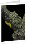 Theloderma corticale (Tonkin bug-eyed frog, mossy frog) by Anonymous