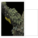 Theloderma corticale (Tonkin bug-eyed frog, mossy frog) by Anonymous