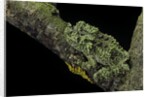 Theloderma corticale (Tonkin bug-eyed frog, mossy frog) by Anonymous
