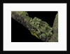 Theloderma corticale (Tonkin bug-eyed frog, mossy frog) by Anonymous