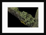 Theloderma corticale (Tonkin bug-eyed frog, mossy frog) by Anonymous