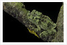 Theloderma corticale (Tonkin bug-eyed frog, mossy frog) by Anonymous