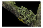 Theloderma corticale (Tonkin bug-eyed frog, mossy frog) by Anonymous
