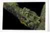 Theloderma corticale (Tonkin bug-eyed frog, mossy frog) by Anonymous
