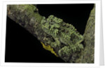 Theloderma corticale (Tonkin bug-eyed frog, mossy frog) by Anonymous