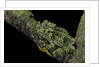 Theloderma corticale (Tonkin bug-eyed frog, mossy frog) by Anonymous