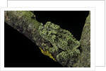 Theloderma corticale (Tonkin bug-eyed frog, mossy frog) by Anonymous