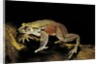 Trichobatrachus robustus (hairy frog) by Anonymous