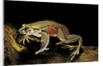 Trichobatrachus robustus (hairy frog) by Anonymous