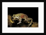 Trichobatrachus robustus (hairy frog) by Anonymous