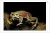 Trichobatrachus robustus (hairy frog) by Anonymous