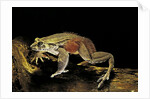 Trichobatrachus robustus (hairy frog) by Anonymous