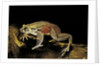 Trichobatrachus robustus (hairy frog) by Anonymous