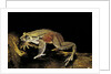 Trichobatrachus robustus (hairy frog) by Anonymous