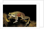 Trichobatrachus robustus (hairy frog) by Anonymous