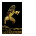 Trichobatrachus robustus (hairy frog) by Anonymous