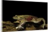 Trichobatrachus robustus (hairy frog) by Anonymous