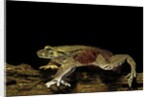 Trichobatrachus robustus (hairy frog) by Anonymous