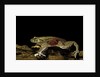 Trichobatrachus robustus (hairy frog) by Anonymous