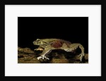 Trichobatrachus robustus (hairy frog) by Anonymous