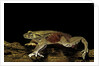 Trichobatrachus robustus (hairy frog) by Anonymous